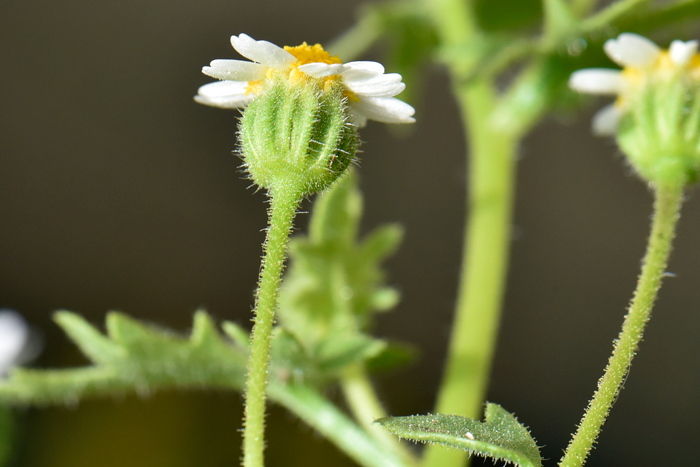 Emory's Rockdaisy bracts surrounding the flower heads are linear and have oil glands. Perityle emoryi